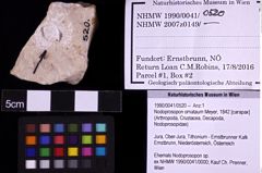 Foto (Objekt + Etiketten) von Nodoprosopon ornataum (Meyer, 1842) (NHMW-GEO-1990-0041-0520)